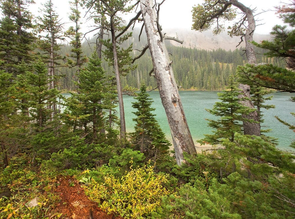 Idyllic forest scene at Fairy Lake in Montana's Bridger Range.